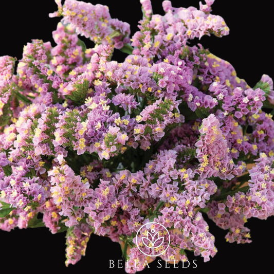 Statice Forever Happy