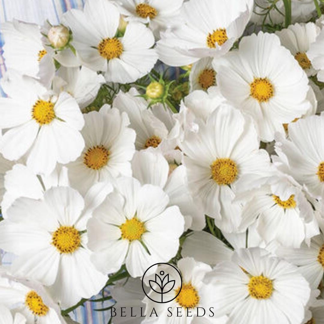 Cosmos Afternoon White
