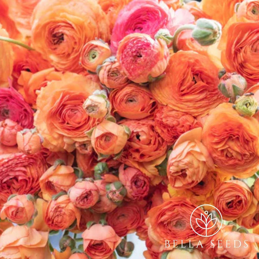 Amandine Salmon Ranunculus Corms