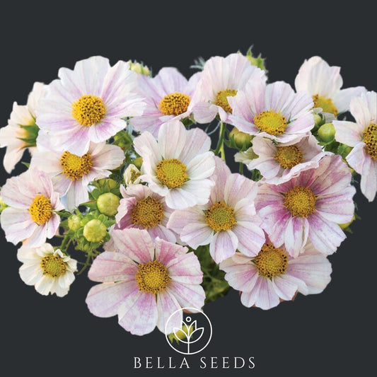 Cosmos Versailles Flush