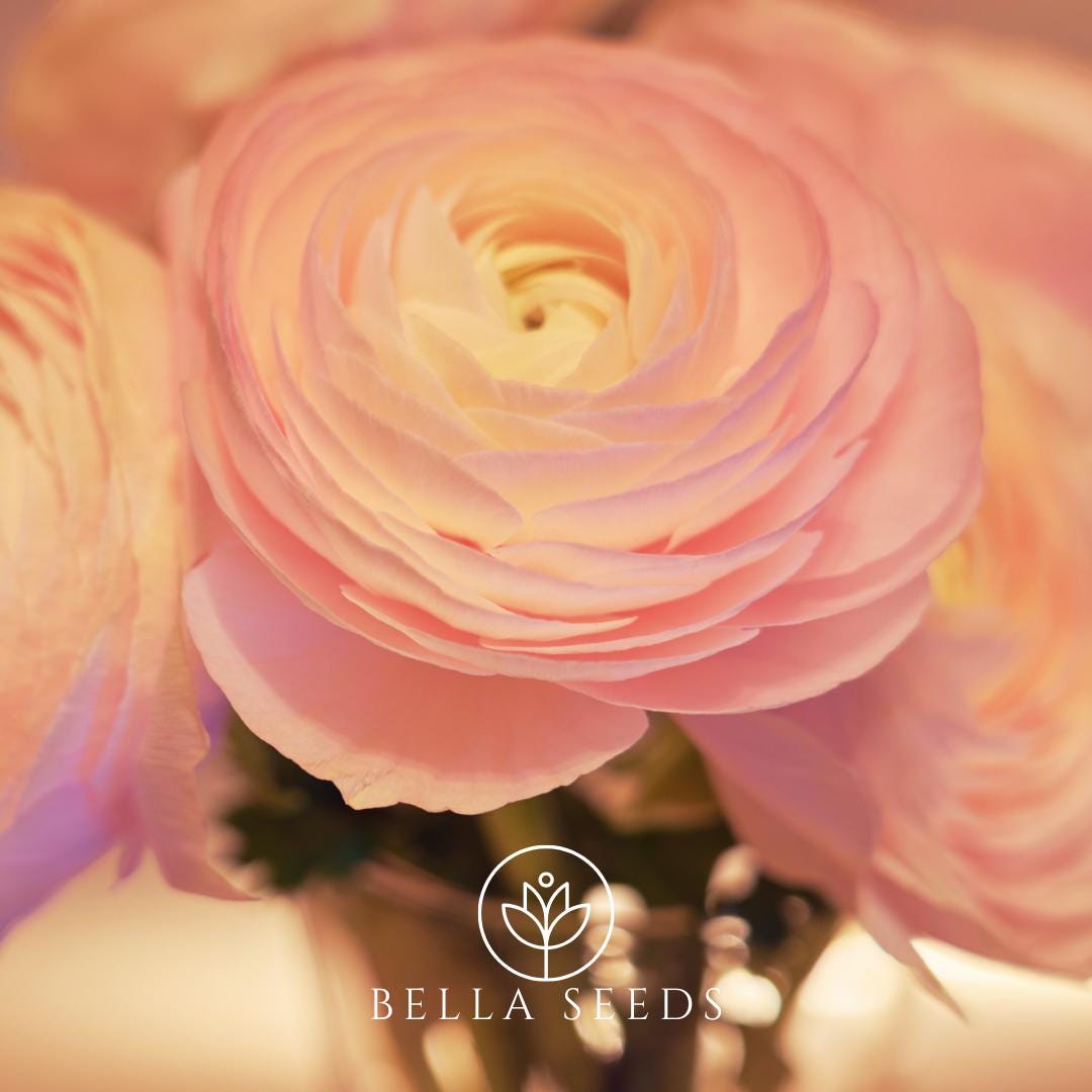 Amandine Pastel Pink Ranunculus Corms, Ranunculus Corms, Persian Buttercups