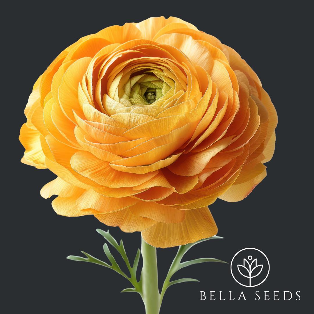 Tecolote Gold Ranunculus Corms