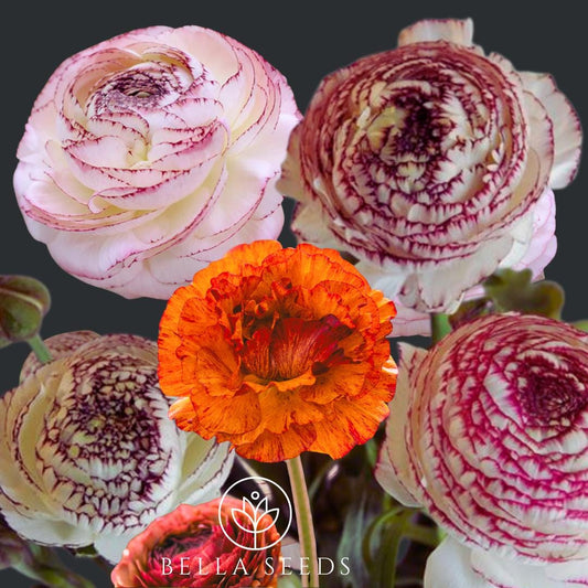 Tecolote Picotee Mix