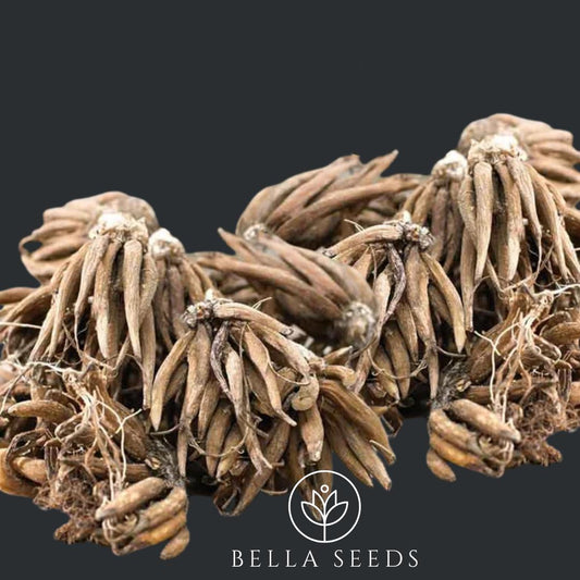 Tecolote Purple Ranunculus Corms