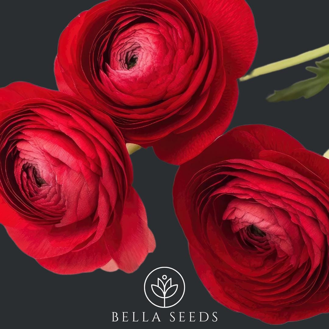 Tecolote Red Ranunculus