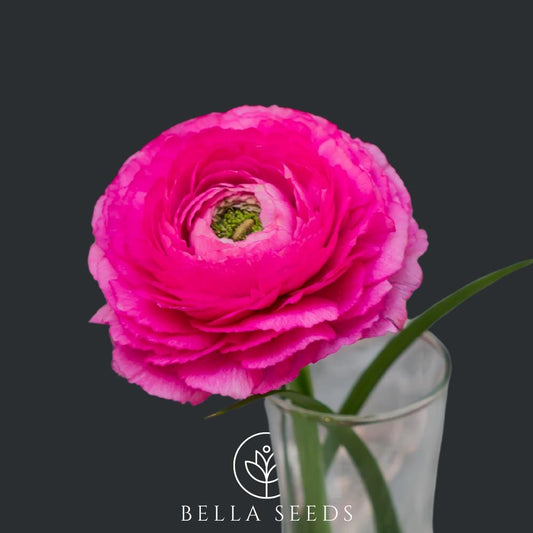 Tecolote Rose Ranunculus