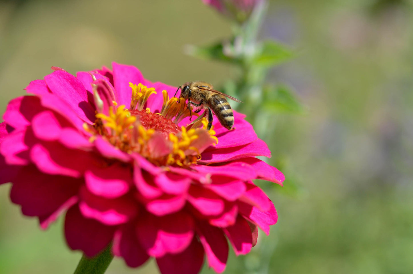 Pollinator Garden Seed Flower - 7 Flower Seeds - Attracts Bees and Butterflies - Garden Gift