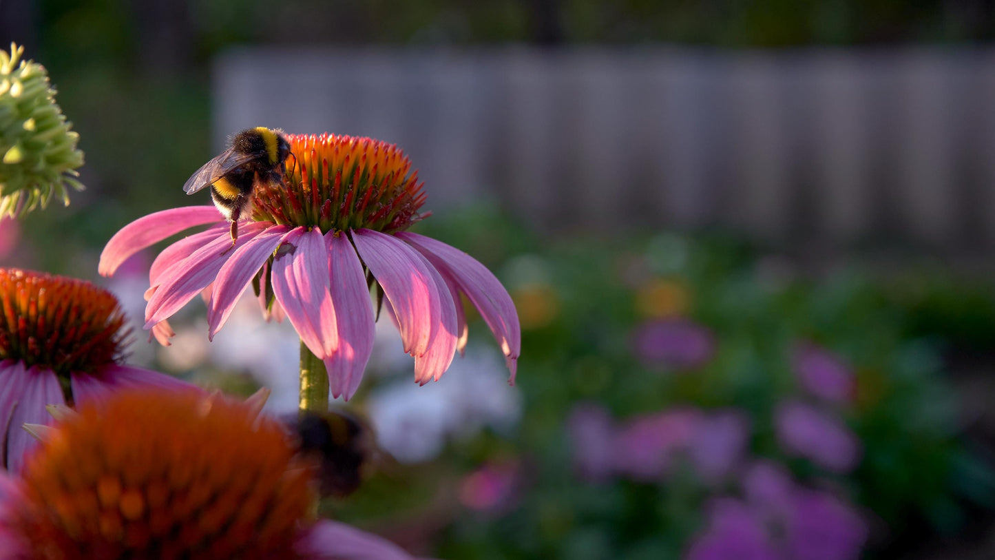 Pollinator Garden Seed Flower - 7 Flower Seeds - Attracts Bees and Butterflies - Garden Gift
