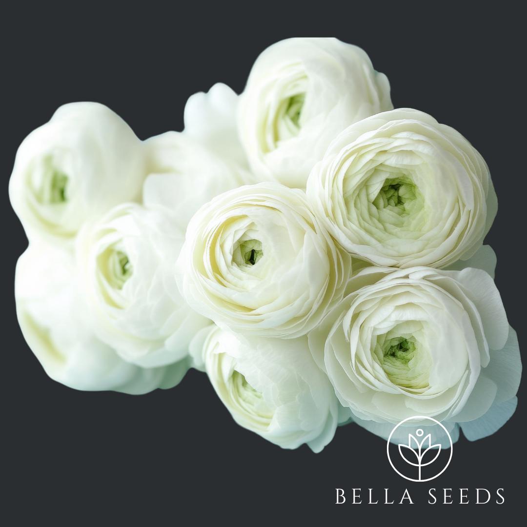 Tecolote White Ranunculus Corms, 5-6 cm, Ranunculus Corms, Persian Buttercups, Flower Bulbs