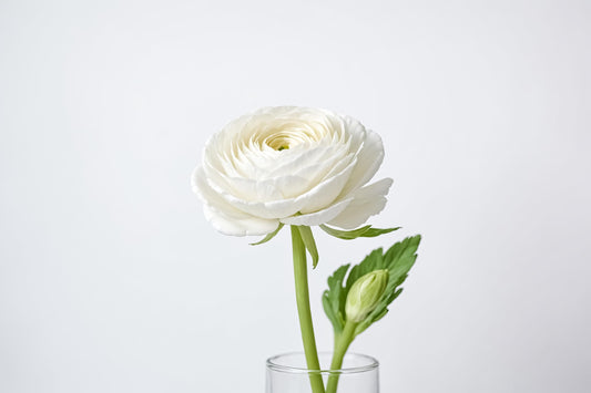 Ranunculus Tecolote White