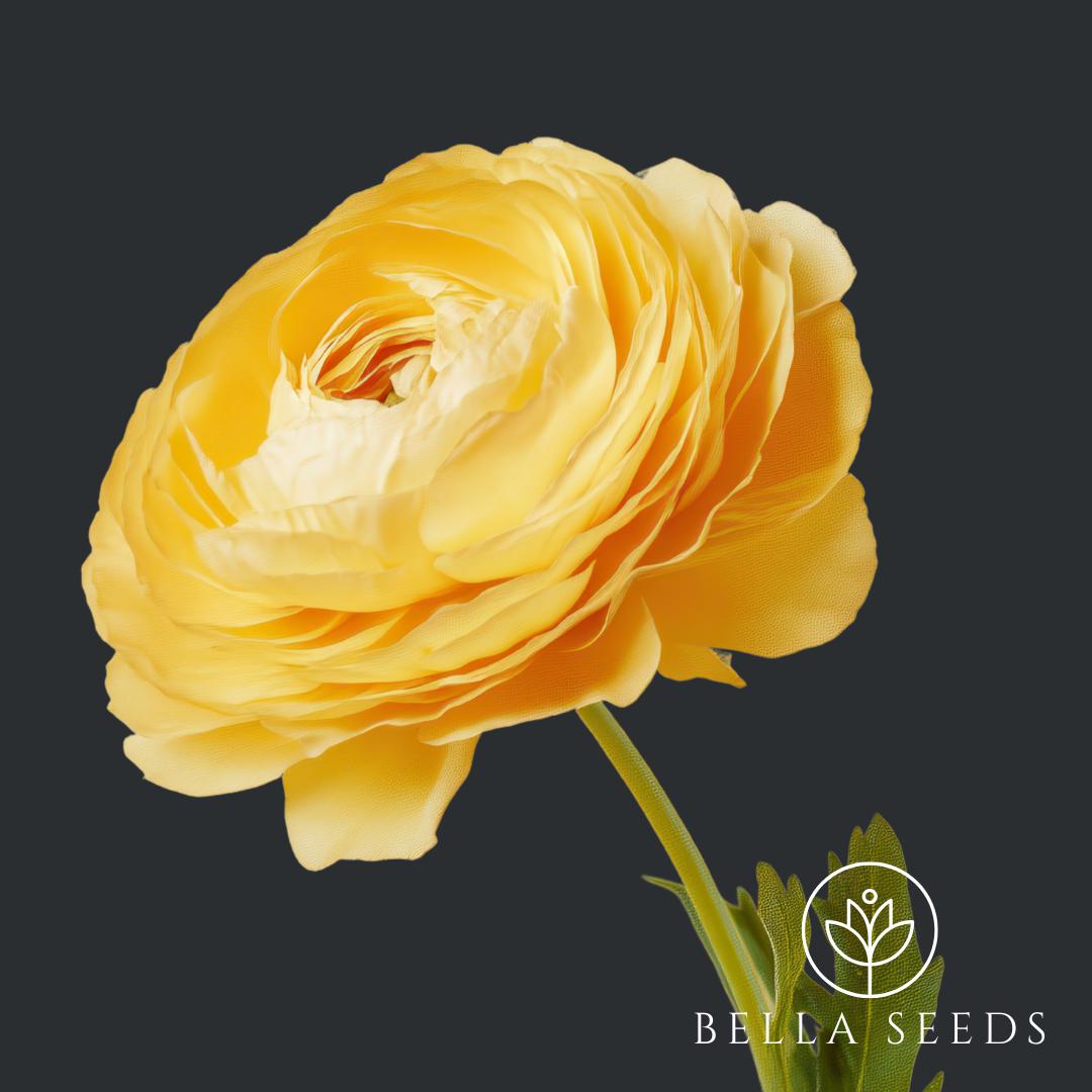 Tecolote Yellow Ranunculus Corms
