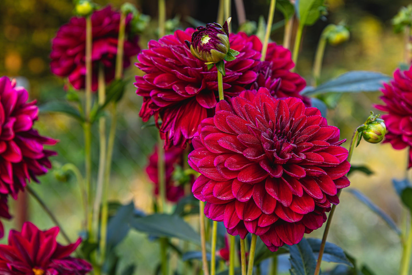 Painted Black Dahlia Tubers, Ball Dahlia, Dahlia Flower, dark Red dahlia flower