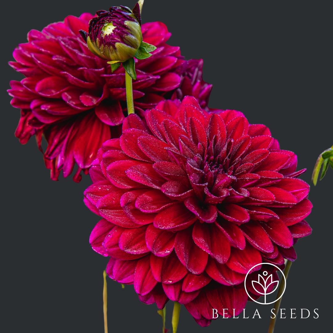 Painted Black Dahlia Tubers, Ball Dahlia, Dahlia Flower, dark Red dahlia flower