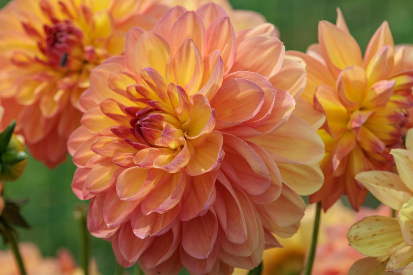 Crème de Cognac Dahlia Tubers, Dahlia Flower
