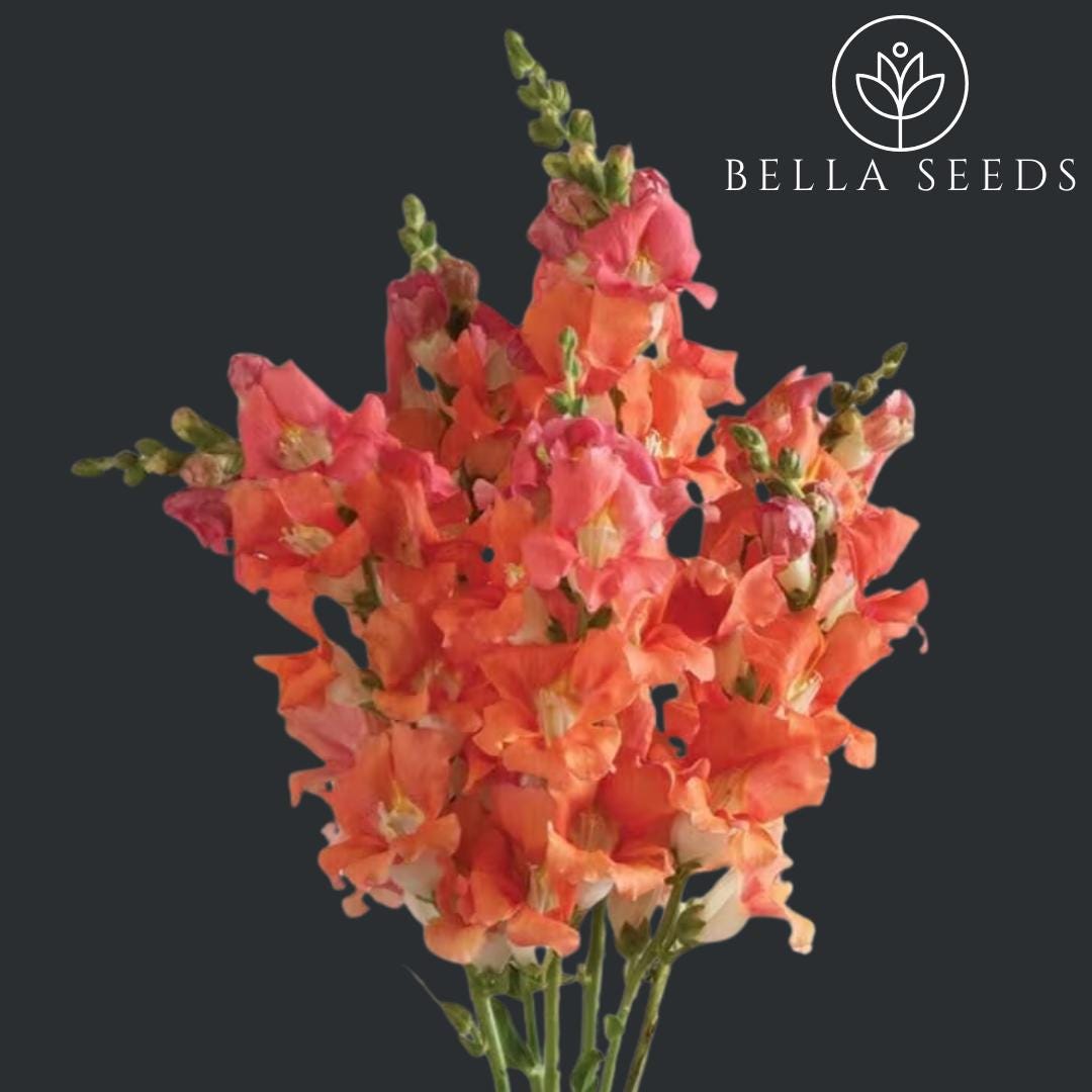 Snapdragon Chantilly Bronze White Throat Seeds