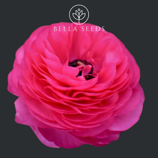 Bonbon Amandine Ranunculus Corms