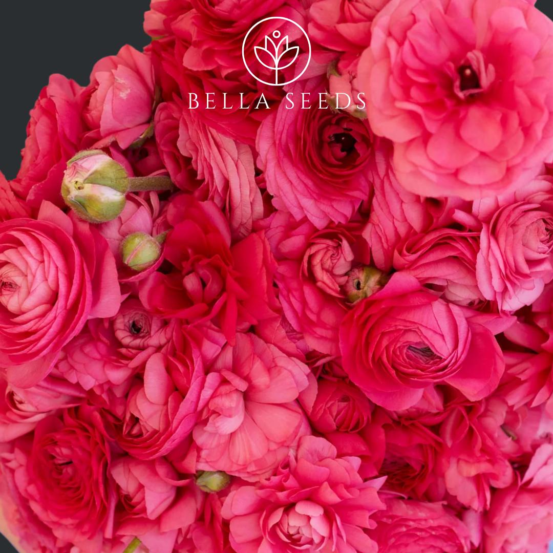 Bonbon Amandine Ranunculus Corms