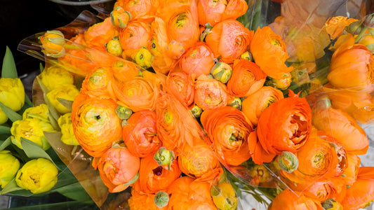 Orange Picotee Amandine Ranunculus Corms