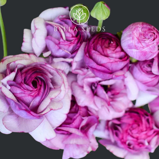 Purple Jean Amandine Ranunculus Corms