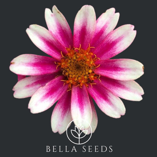 Zinnia Profusion Cherry Bicolor