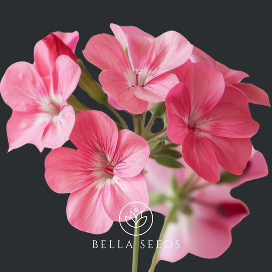 Geranium BullsEye Light Pink