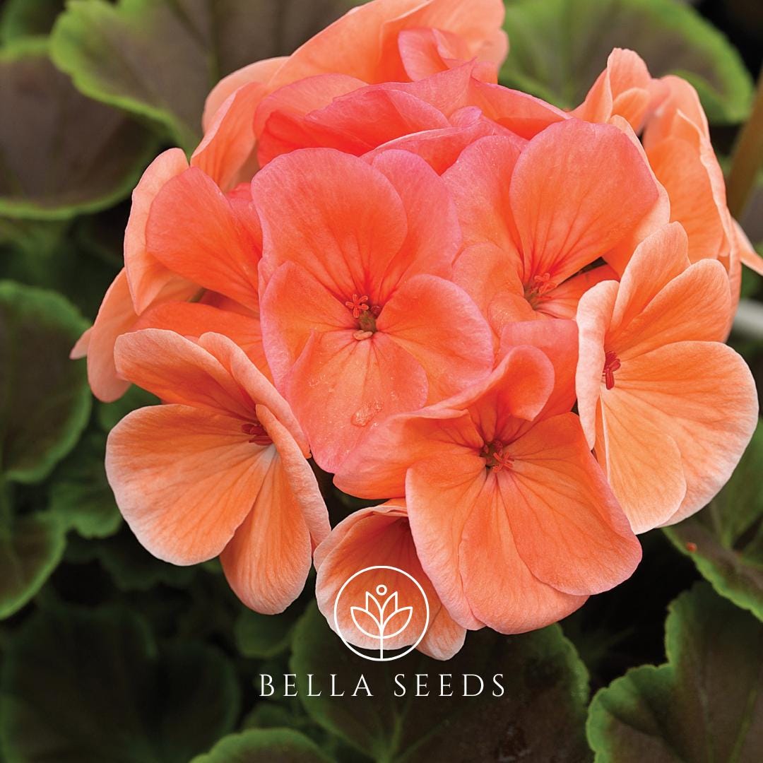 BullsEye Salmon Geranium