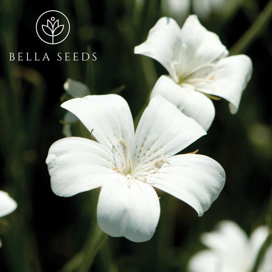 Agrostemma (Corn Cockle) Ocean Pearls