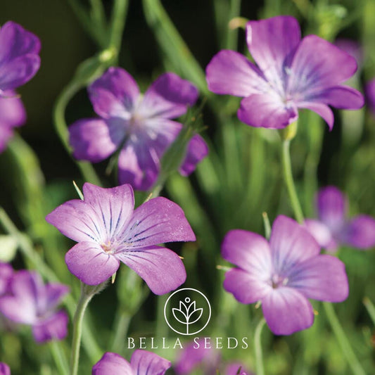 Agrostemma (Corn Cockle) Purple Queen