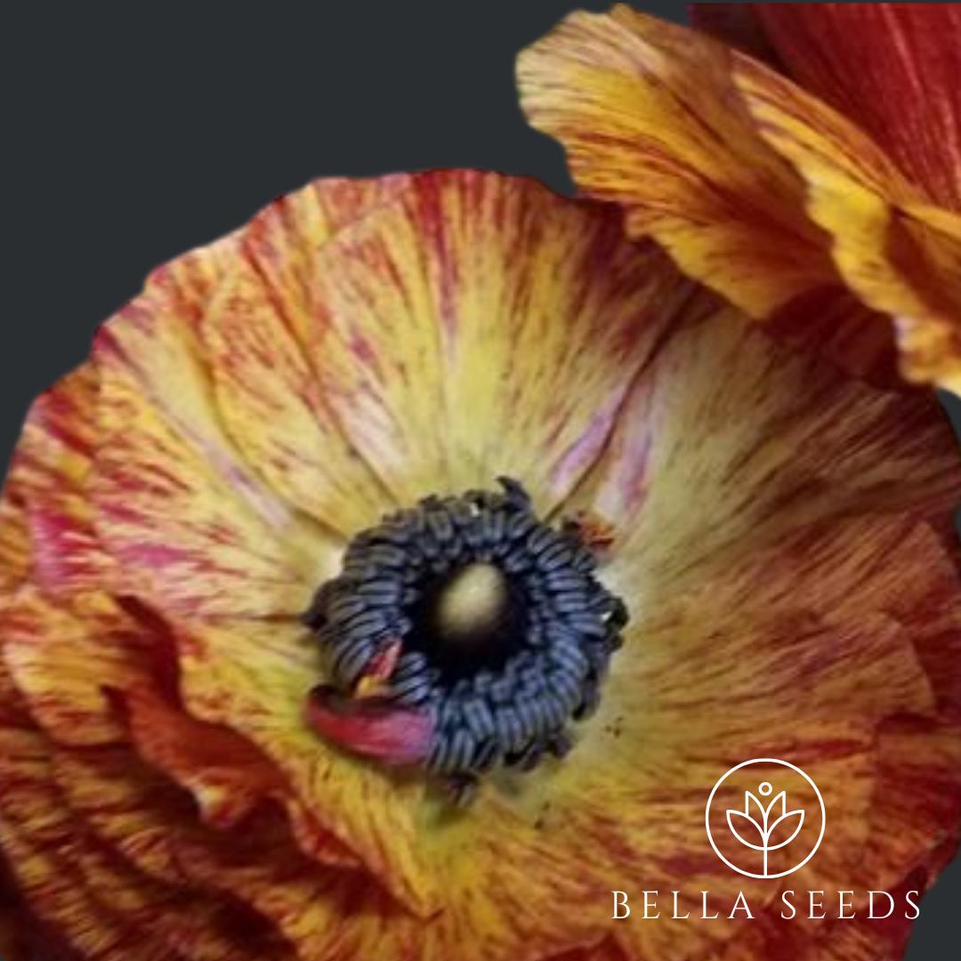 Tecolote Cafe Ranunculus Corms