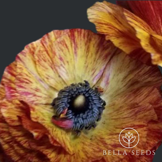 Tecolote Cafe Ranunculus Corms