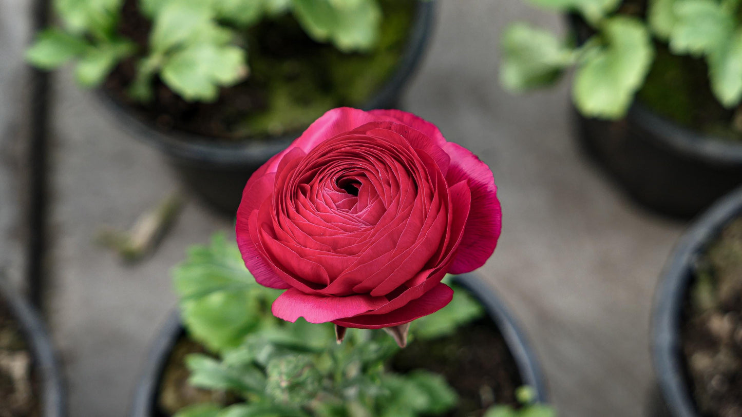 Tecolote Wine Burgundy