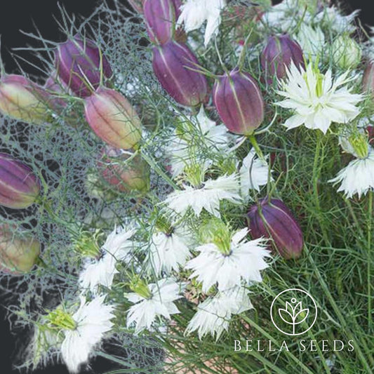Nigella Albion Black Pod