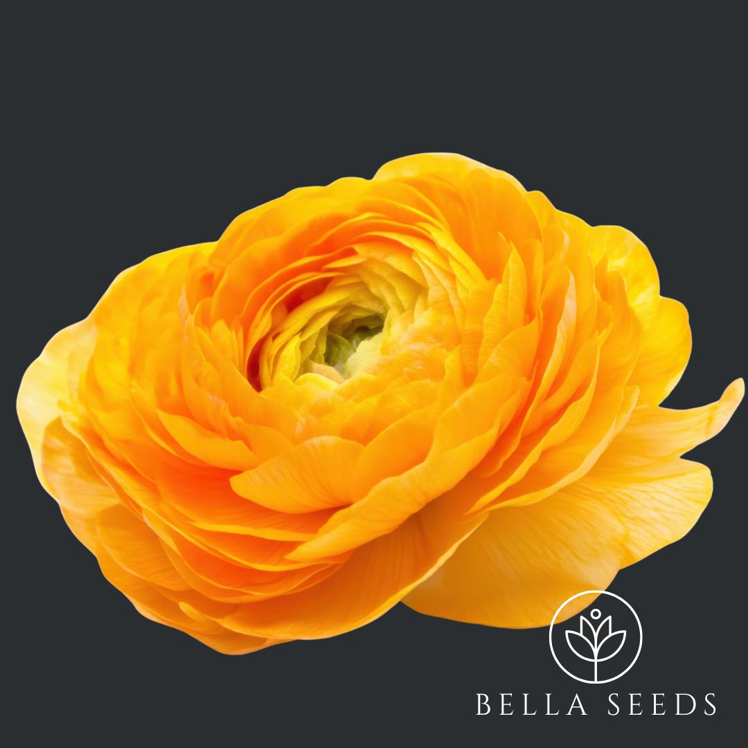 Tecolote Gold Ranunculus Corms