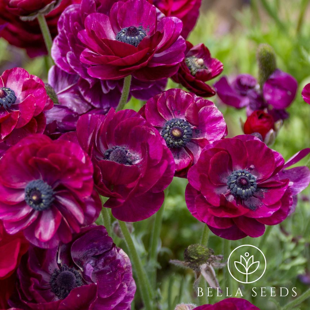 Tecolote Purple Ranunculus Corms