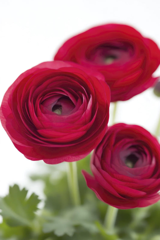 Tecolote Red Ranunculus