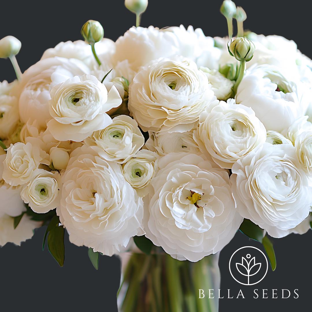 Tecolote White Ranunculus Corms, 5-6 cm, Ranunculus Corms, Persian Buttercups, Flower Bulbs