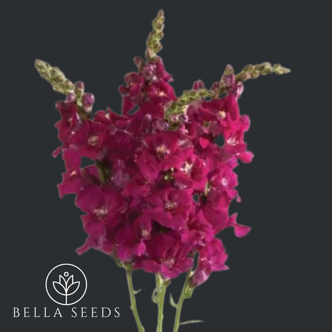 Snapdragon Chantilly Purple