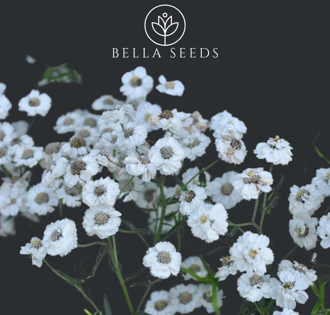 Yarrow The Pearl 25+ Seeds, Achillea Ptarmica, Wedding Flowers, Filler Flower, Rare Seeds, Dried Flowers