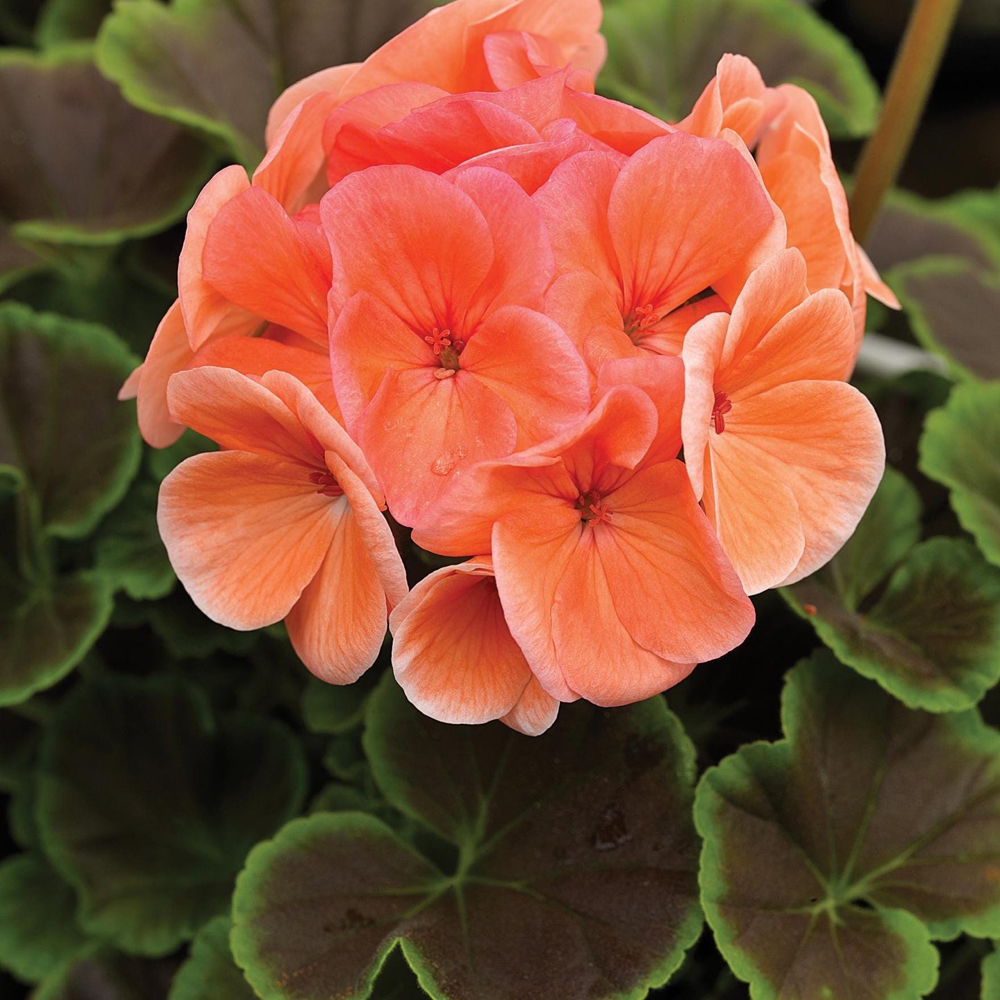 BullsEye Salmon Geranium