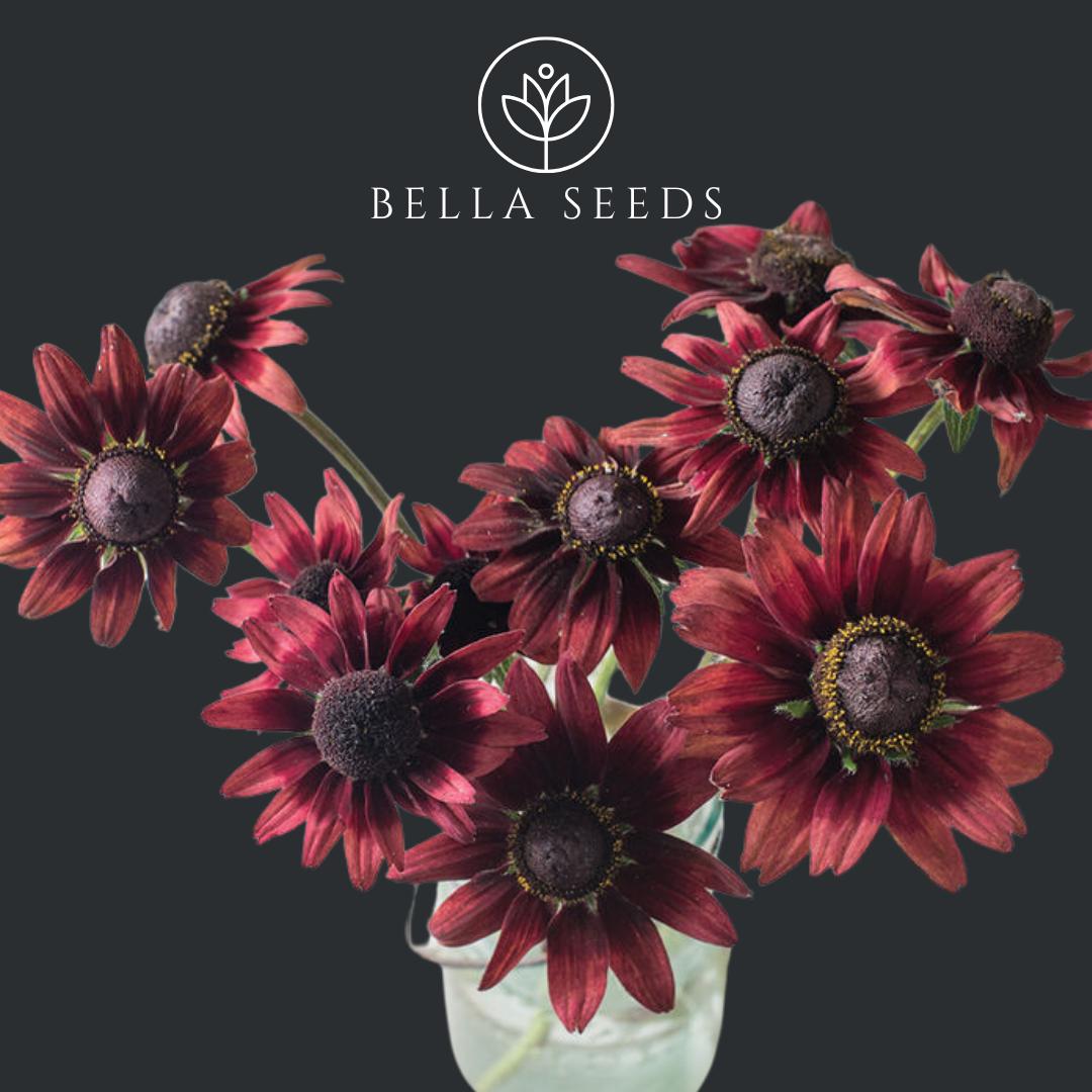 Rudbeckia Cherry Brandy
