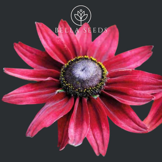 Rudbeckia Cherry Brandy