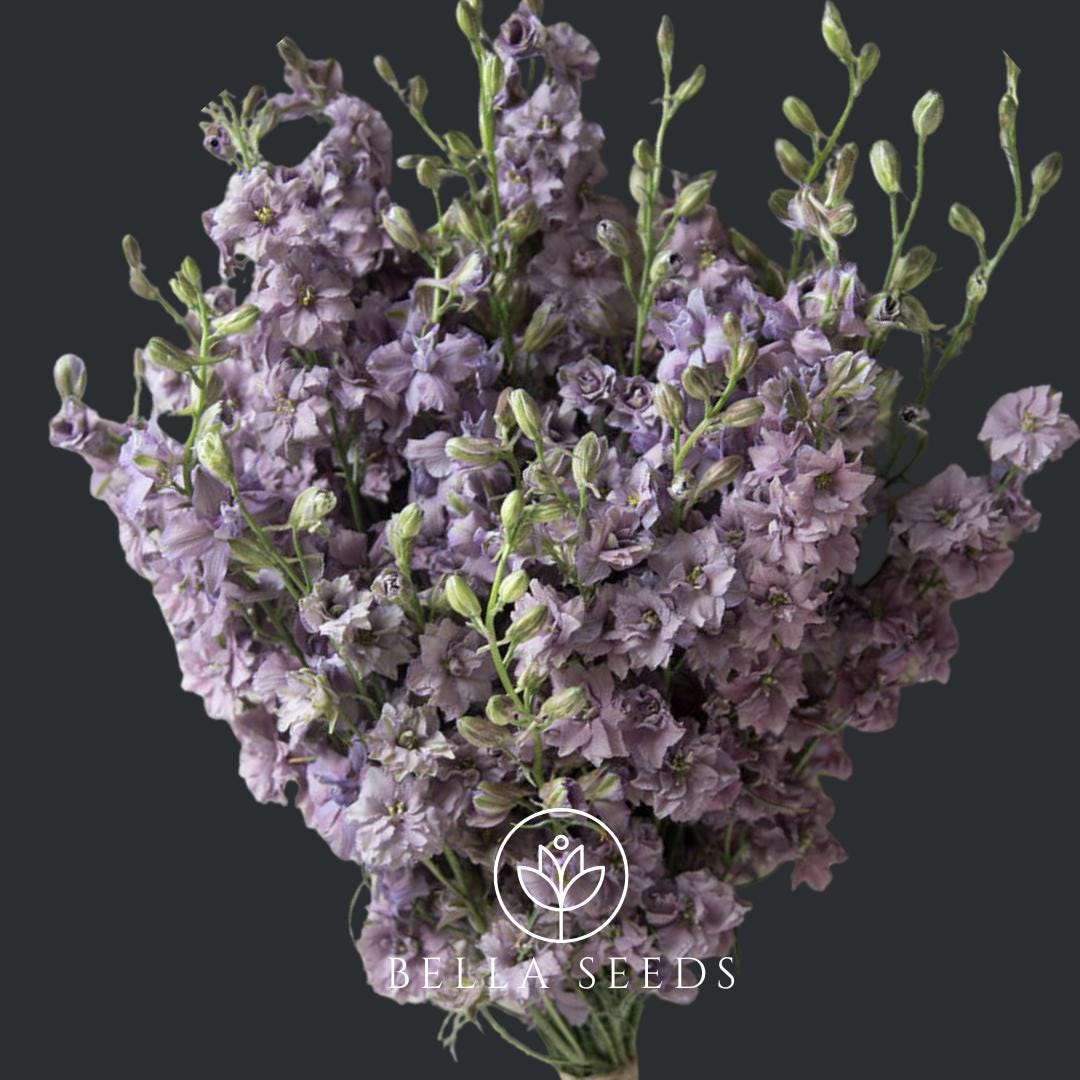Misty Lavender Flower Seeds, 50 Seeds, Dried Flower Seeds, Bouquet Filler, Wedding Flowers, Cut Flowers, Rare seeds, Fluffy flowers