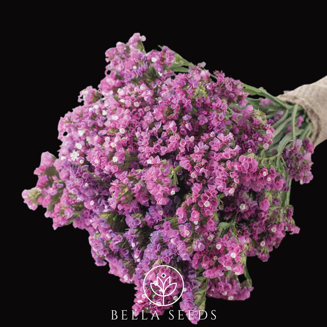 Statice Seeker Rose Shades