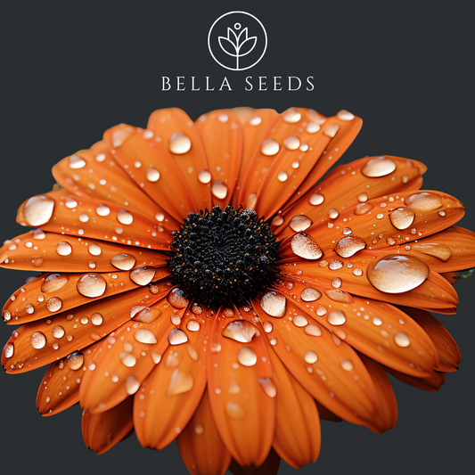 African Daisy Orange