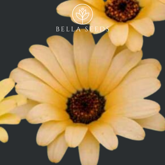 African Daisy Salmon