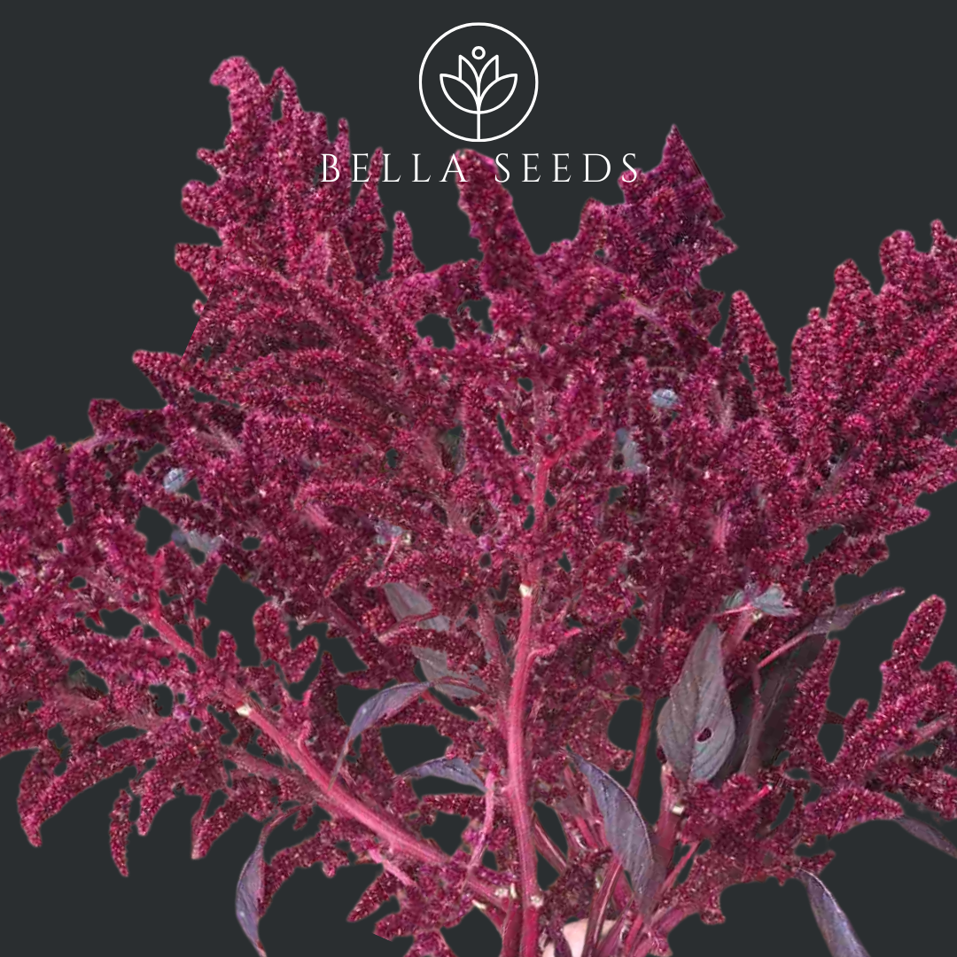 Amaranth Velvet Curtains