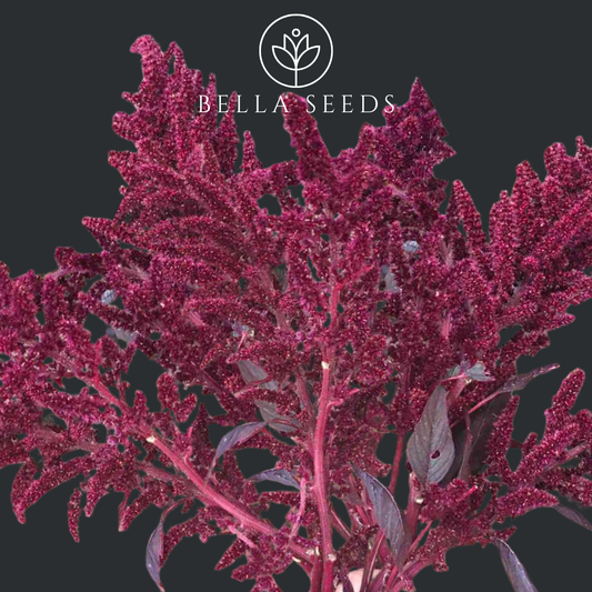 Amaranth Velvet Curtains