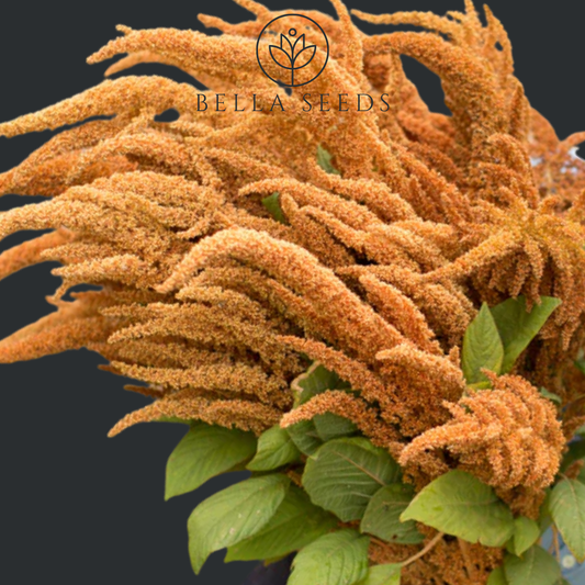 Amaranth Hot Biscuits