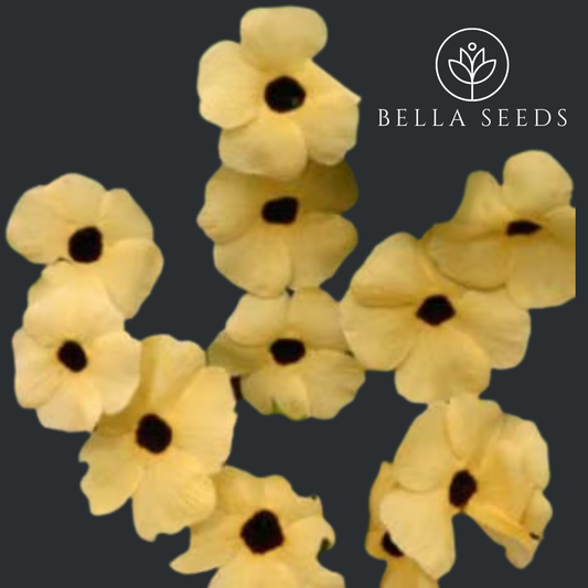 Black Eyed Susan Vine, Amber Eyes Seeds, Thunbergia Alata