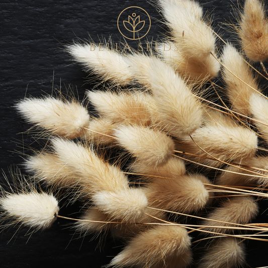 Bunny Tails Ornamental Grass 50 Seeds, Dried Flower Seeds, Bouquet Filler, Wedding Flowers, Cut Flowers